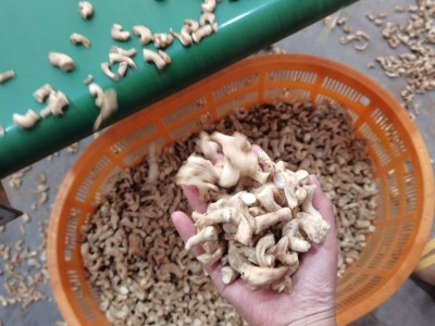 双剪香菇脚 新货 香菇腿 干货产地农家大量 商用 香菇脚图3