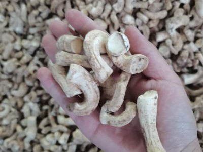 双剪香菇脚 新货 香菇腿 干货产地农家大量 商用 香菇脚图2