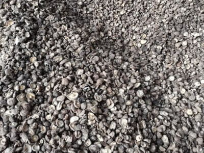 香菇 干货产地批发剪根肉厚商用农家土特产 金钱菇 春栽 香菇图3