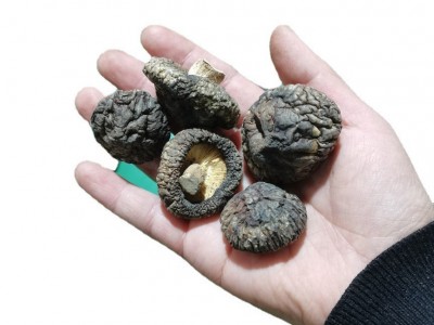 香菇 干货产地批发剪根肉厚商用农家土特产 金钱菇 春栽 香菇图2