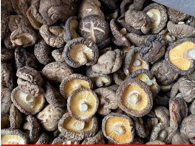 金钱小香菇根短肉厚产地直批冬菇500g散装批发香菇干香菇香菇干图3