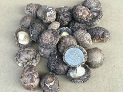 金钱小香菇根短肉厚产地直批冬菇500g散装批发香菇干香菇香菇干图5