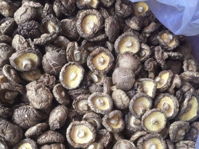 金钱小香菇根短肉厚产地直批冬菇500g散装批发香菇干香菇香菇干图4