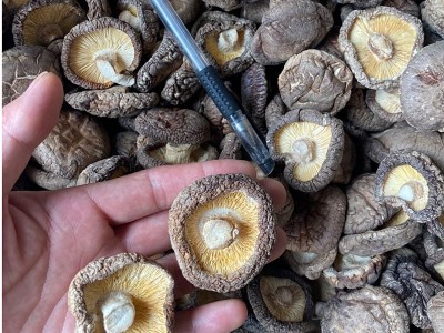 新货西峡香菇干货500g饭店餐饮散装批发无根冬菇黄焖鸡香信香菇干图2