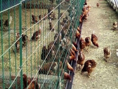 山西晋城生态保护专用护栏网波浪形养殖荷兰网厂家图5