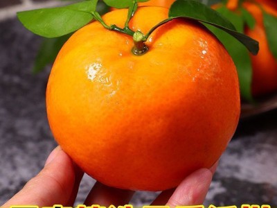 正宗广西沃柑超甜多汁橘子当季新鲜水果批发薄皮桔子现摘现发甜柑图2