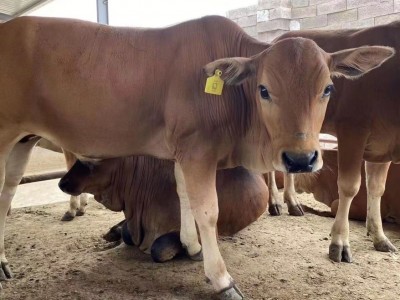 鲁西黄牛小牛犊活牛改良小黄牛苗肉牛幼崽大型牛本地黄牛图2