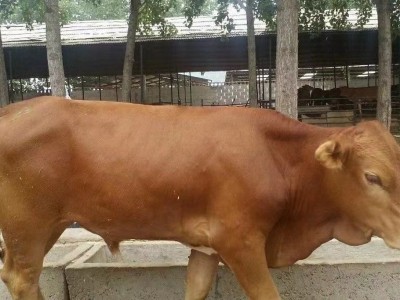 鲁西黄牛小牛犊活牛改良小黄牛苗肉牛幼崽大型牛本地黄牛图3