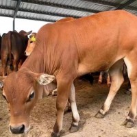 鲁西黄牛小牛犊活牛改良小黄牛苗肉牛幼崽大型牛本地黄牛