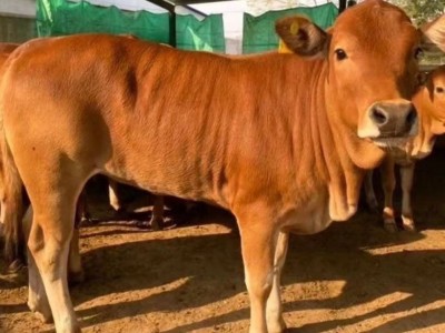 鲁西黄牛小牛犊活牛改良小黄牛苗肉牛幼崽大型牛本地黄牛图4