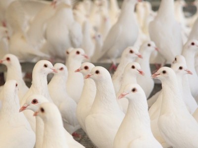 常年供应肉鸽子 种鸽 广场鸽 肉鸽种鸽活体 落地王鸽 广场鸽子苗图3