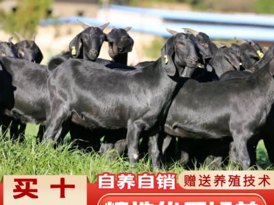 努比亚黑山羊活羊纯种小羊活苗 努比亚黑山羊小母羊价格图2