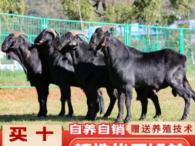 努比亚黑山羊活羊纯种小羊活苗 努比亚黑山羊小母羊价格图3