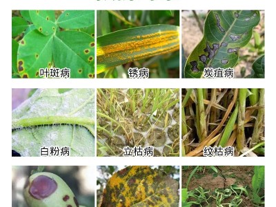 国光50%多菌灵稻瘟病纹枯病赤霉病倒秧病叶斑病杀菌剂通用图3