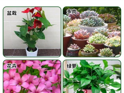 仙葩小白药小粉药月季蚜虫多肉介壳虫小黑飞蓟马白粉虱杀虫剂花药图4