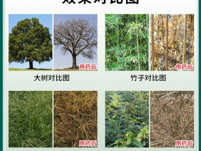 森泰环嗪酮除草烂根剂除树剂除灌木环嗪哃烂根杀竹剂烂根除草农药图2