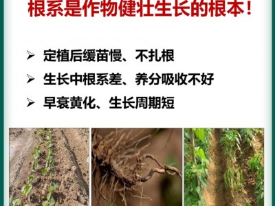 康朴有机水溶肥西瓜大爆根蔬菜瓜果猛生根原液强力生根爆根壮苗剂图3