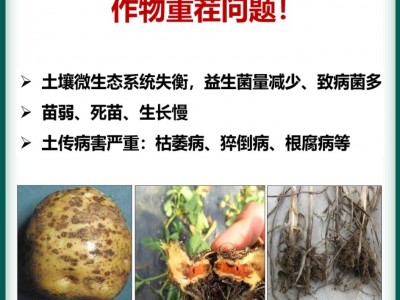 康朴有机水溶肥西瓜大爆根蔬菜瓜果猛生根原液强力生根爆根壮苗剂图2