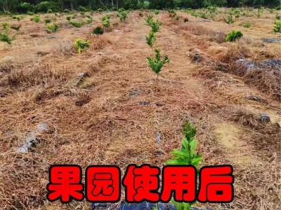 【10斤】玄火11%精草铵膦铵盐5公斤柑橘园果园杂草强 力除草剂图2
