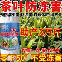 茶叶防冻害物防冻剂抗寒抗冻果树蔬菜大棚抗冻剂防倒春寒防霜冻植