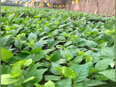 樱桃树苗 品种繁多 产量高 品种纯 易成活 可盆栽地栽 颐正源图5