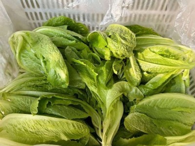 直立罗马生菜 耐寒耐运输 涨势快 叶面平滑 口感好 按时发货 长期供应图4