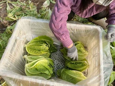直立罗马生菜 耐寒耐运输 涨势快 叶面平滑 口感好 按时发货 长期供应图2