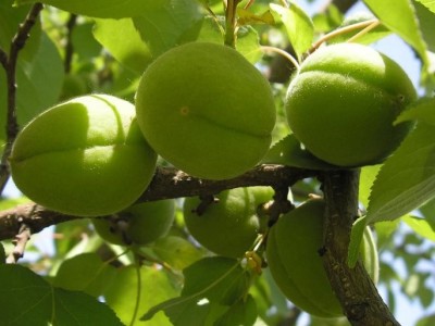 新鲜乌梅厂家批发 大量现货 一年一季 自然生长 酸度适中图5