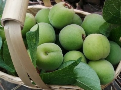 新鲜乌梅厂家批发 大量现货 一年一季 自然生长 酸度适中图3