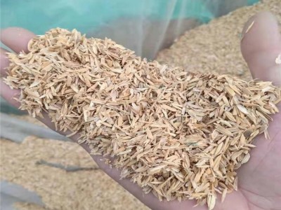 大棚种植 改善土壤稻壳 是种植良好的植物养料 明亮图1