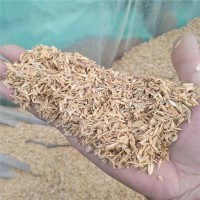 大棚种植 改善土壤稻壳 是种植良好的植物养料 明亮