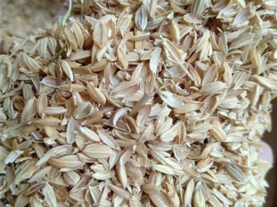大棚种植 改善土壤稻壳 是种植良好的植物养料 明亮图4