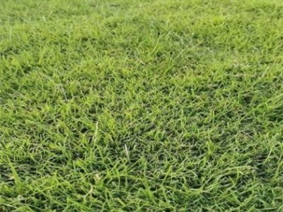 中颖种业黑麦草草坪货源 耐践踏 工程庭院绿化草 混播草种图5