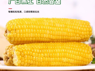 东北黄玉米棒整箱8根220克粗粮香甜软糯真空独立包装电商代发玉米图4
