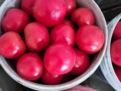 净菜出口 出口净菜 大姜出口 大葱出口图3