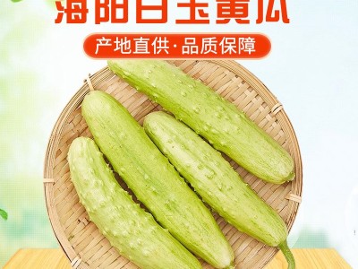 批发海阳白玉黄瓜新鲜现摘蔬菜脆嫩水果黄瓜生吃小黄瓜蔬菜批发代图2