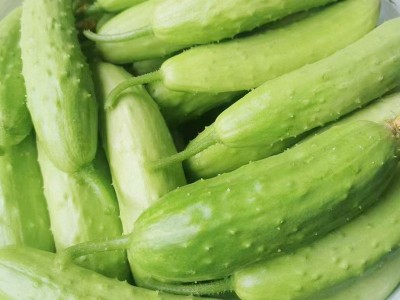 批发海阳白玉黄瓜新鲜现摘蔬菜脆嫩水果黄瓜生吃小黄瓜蔬菜批发代图3