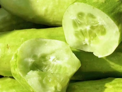 批发海阳白玉黄瓜新鲜现摘蔬菜脆嫩水果黄瓜生吃小黄瓜蔬菜批发代图4