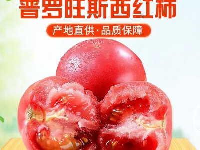 批发海阳普罗旺斯西红柿新鲜现货沙瓤西红柿放心蔬菜番茄图3