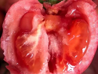 批发海阳普罗旺斯西红柿新鲜现货沙瓤西红柿放心蔬菜番茄图1