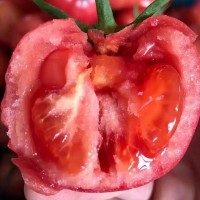 批发海阳普罗旺斯西红柿新鲜现货沙瓤西红柿放心蔬菜番茄