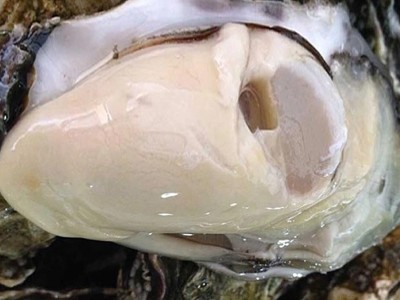批发生蚝海鲜大个海蛎子带壳牡蛎肉新鲜水产非一整箱批发图4