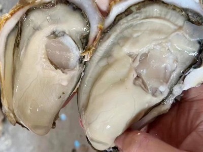 批发生蚝海鲜大个海蛎子带壳牡蛎肉新鲜水产非一整箱批发图1