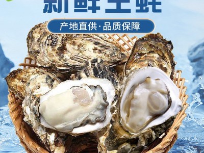 批发生蚝海鲜大个海蛎子带壳牡蛎肉新鲜水产非一整箱批发图2