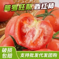 海阳普罗旺斯西红柿整箱新鲜沙瓤番茄现摘现发可生吃西红柿