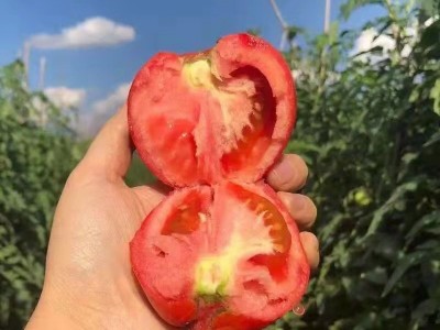 海阳普罗旺斯西红柿整箱新鲜沙瓤番茄现摘现发可生吃西红柿图4