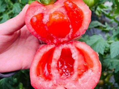 海阳普罗旺斯西红柿整箱新鲜沙瓤番茄现摘现发可生吃西红柿图3