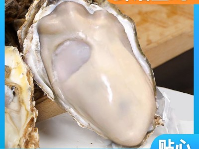 生蚝产地批发5斤整箱海鲜鲜活水产海蛎子带壳牡蛎生蚝一件代发图1