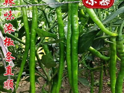 新鲜青辣椒青线椒薄皮辣椒尖椒二荆条辣椒5斤现摘蔬菜辣椒长线椒图4