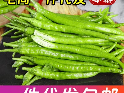 新鲜青辣椒青线椒薄皮辣椒尖椒二荆条辣椒5斤现摘蔬菜辣椒长线椒图3